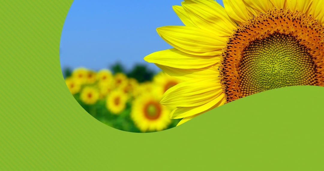 SUNBRIGHT®, l'herbicide optimal sur tournesol tolérant IMISUN